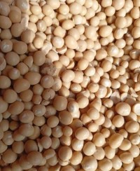 Bambara Nut