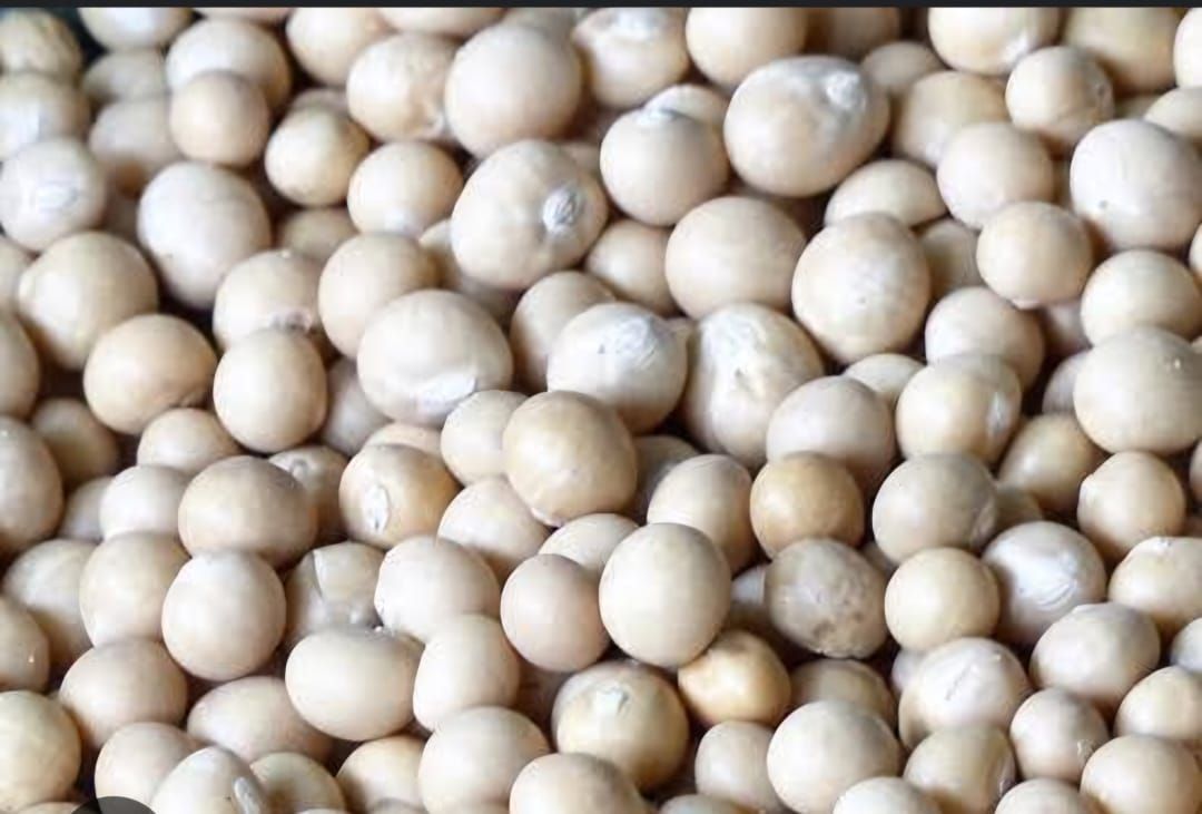 Bambara Nut