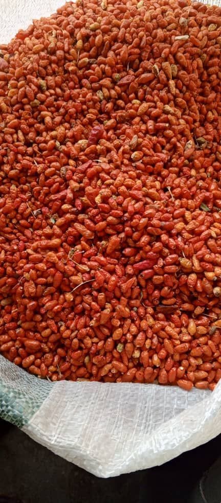 Red Chilli