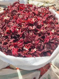 Hibiscus
