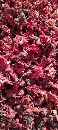 Hibiscus